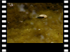  Die Spitzschlammschnecke gehrt zur Familie der Schlammschnecken und gilt mit 4,5 bis maximal 7 cm 
      Gehäuselänge als größte Wasserlungenschnecke Mitteleuropas.
      Sie lebt sehr häufig in größeren Tümpeln, Weihern, Seen, Gräben und Flachlandflüssen mit reicher Unterwasserverkrautung. 